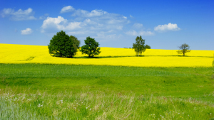 TV Settings Real Pictures